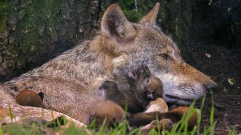 Wölfin mit Welpen im Wildtierpark Alte Fasanerie in Hanau