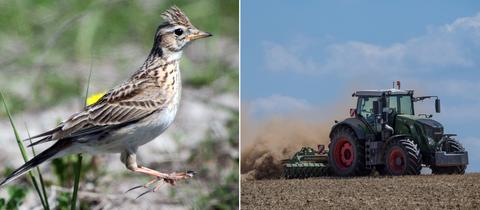 Bildkombo: Feldlerche, Traktor