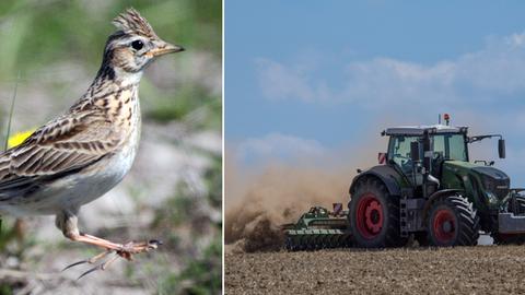 Bildkombo: Feldlerche, Traktor