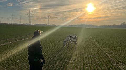 Ein Zebra auf einer Wiese, davor eine Polizeibeamtin.