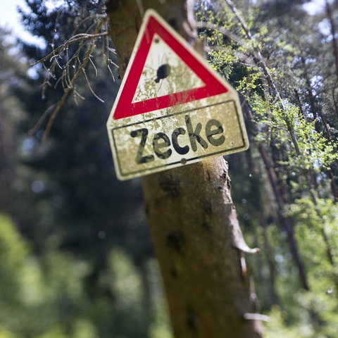 Im Bildvordergrund ein rotumrandetes Warnschild mit der Auschrift "Zecke". Im Bildhintergrund eine Wald mit leichter Bildunschärfe.