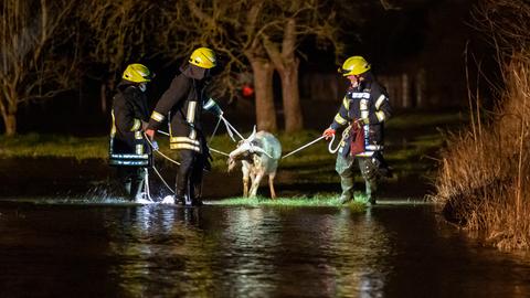 Drei Feuerwehrleute führen die Ziege durchs Wasser