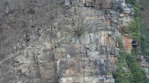 Eine weiße Ziege steht auf einer Klippe.
