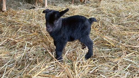 Afrikanische Baby-Ziegen im Opel-Zoo. 