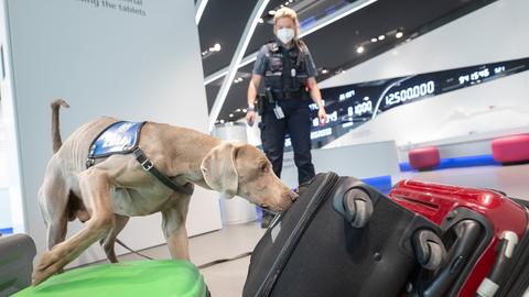 Ein Hund riecht an einem Koffer.