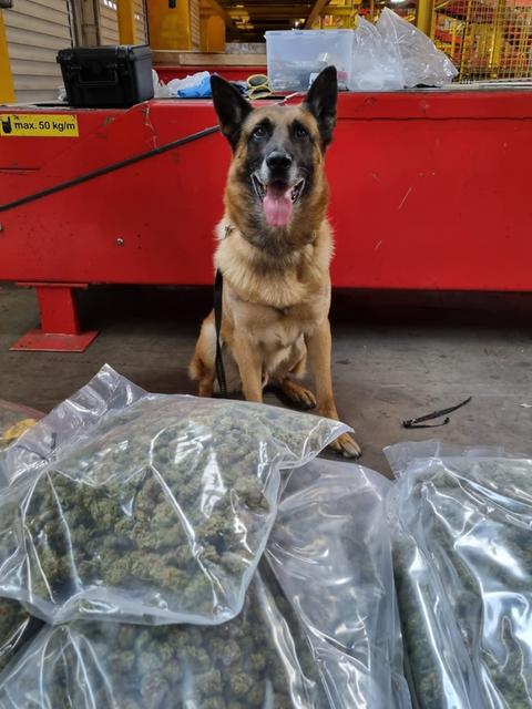 Hund vor Tüten mit Marihuana