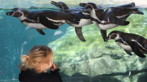 Die kleine Paula am Mittwoch im wieder eröffneten Frankfurter Zoo vor einer Glasscheibe der Pinguin-Anlage.