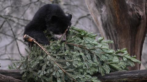 Ein junger Brillenbär legt sich einen Weihnachtsbaum auf einem Baumast zurecht. 