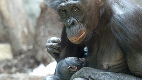 Ein Bonobo-Junges trinkt an der Brust seiner Mutter