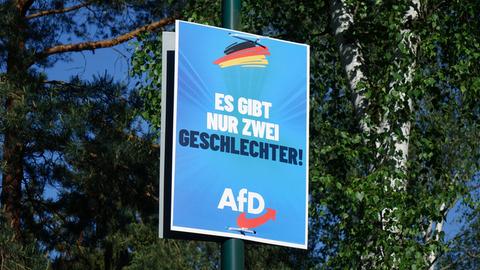 Wahlplakat der AfD an einem Laternenmasten vor einem Baum