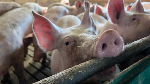 Schweine stehen in einem Stall