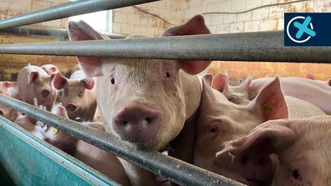 Schweine stehen in einem Stall