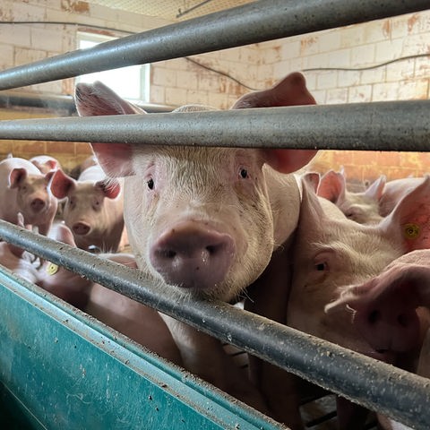 Schweine stehen in einem Stall