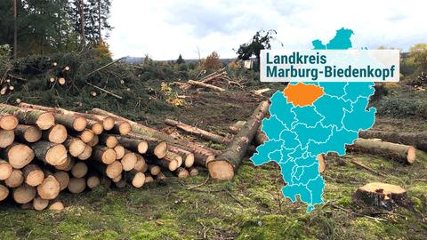 Baumstämme liegen auf einem greodeten Waldstück