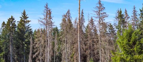 Ansicht eines Waldstücks mit vielen toten, braunen Bäumen.