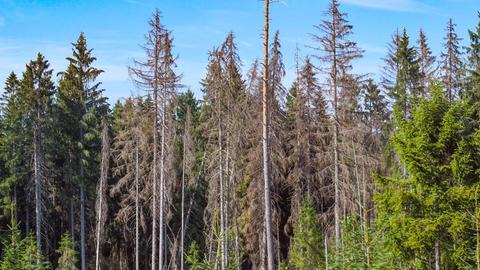 Ansicht eines Waldstücks mit vielen toten, braunen Bäumen.