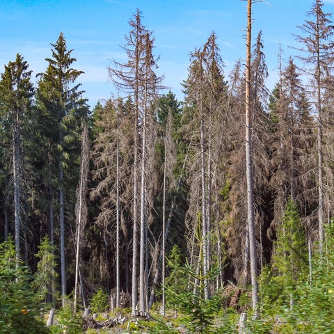 Ansicht eines Waldstücks mit vielen toten, braunen Bäumen.