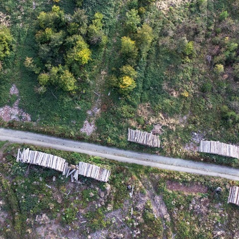 Waldfläche aus der Vogelperspektive fotografiert. Ein Weg führt an Bäumen und Holzstapeln und erdigen Flächen vorbei.