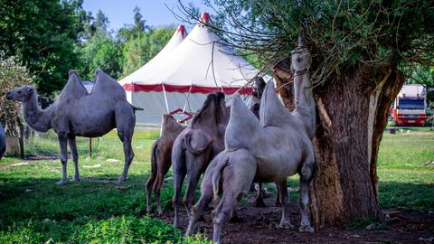 Kamele stehen vor einem Zirkus auf einer Koppel.