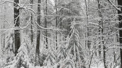 Schnee am Hoherodskopf im Vogelsberg.