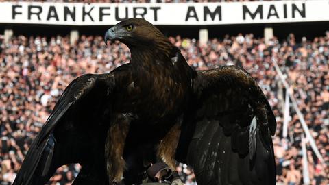 Ein Adler in einem Stadion, hinter ihm die Aufschrift "Frankfurt am Main"