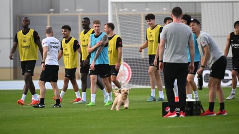 Ein Hund läuft während des Trainings der Eintracht über den Platz.