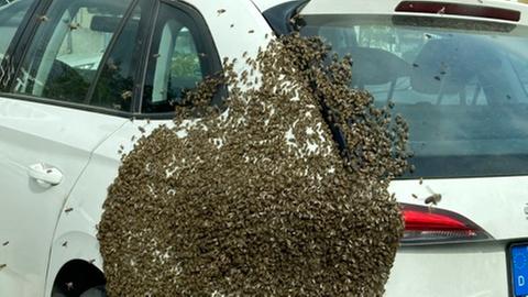 Ein Bienenschwarm auf einem PKW in Kelsterbach