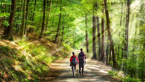 Zwei Wanderer im Wald