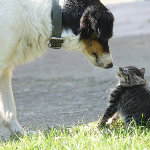 Tiere
