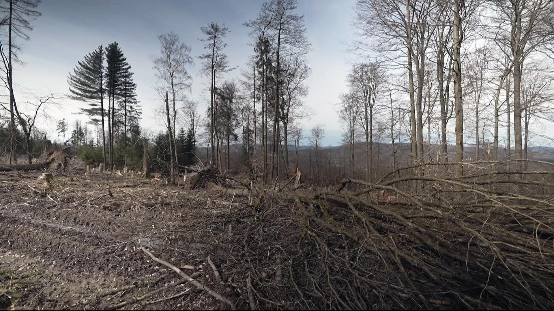 Buchenwälder in Hessen sind bedroht - Video:  | hessenschau.de | TV-Sendung