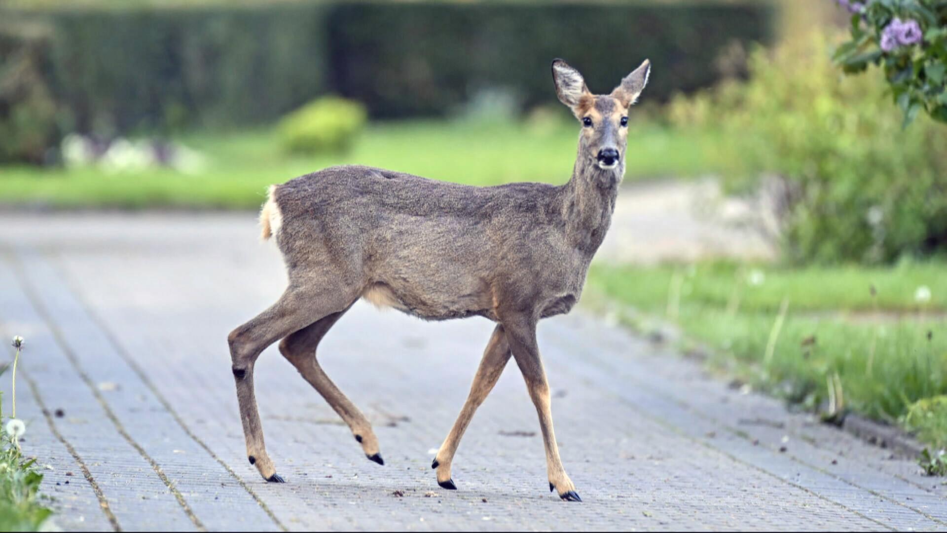 Ärger auf dem Friedhof – Stadt Fulda macht Jagd auf Rehe - Video | hessenschau.de | TV-Sendung