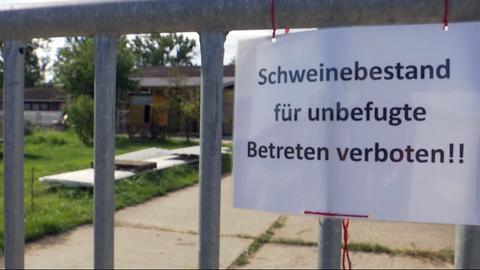 240709_1645_schweinepest