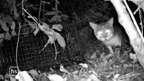 Eine Katze im Freien bei Nacht