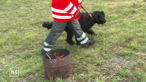 Hund beim Eignungstest