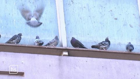 Tauben auf Vorsprung