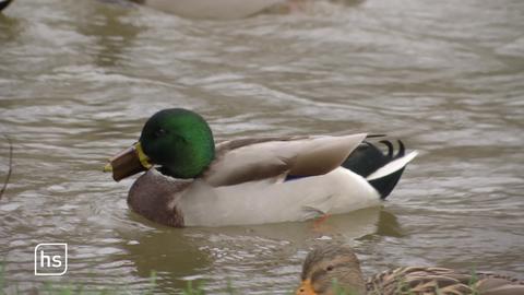 Erpel schwimmt im See