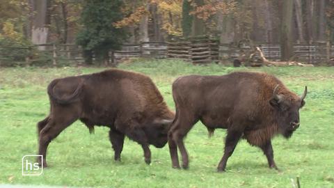 Zwei Wisente auf der Weide