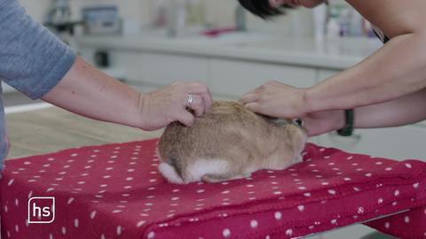Eine Katze wird beim Tierarzt untersucht