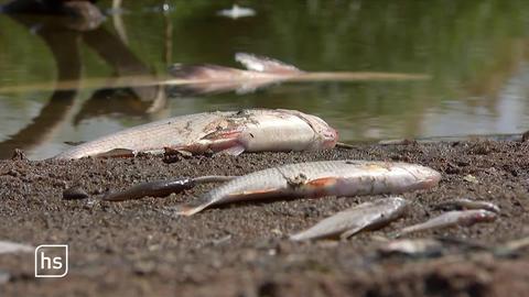 Tote Fische am Ufer