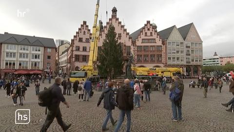 Weihnachtsbaum "Sonny" schmückt jetzt den Römerberg