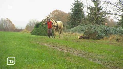 Ein Pferd zieht einen Weihnachtsbaum