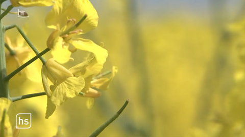 hessenschau vom 11.05.2023