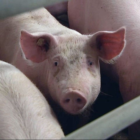 Schweine im Stall