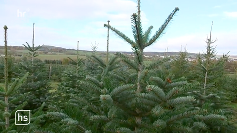 Wie teuer werden die Weihnachtsbäume?