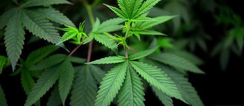 Cannabispflanze 