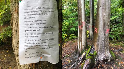Kombo Protestplakat an Baum und gekennzeichnete Bäume