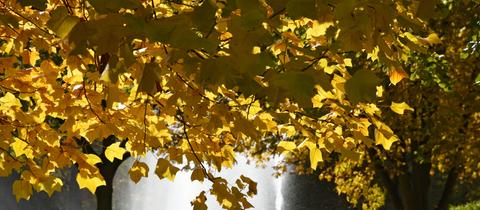 Goldener Herbst in Hessen: Hier im Kurpark Bad Hersfeld. 