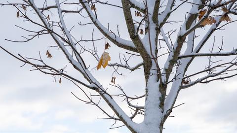 Schnee auf Baum