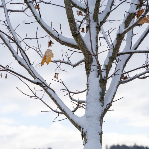 Schnee auf Baum
