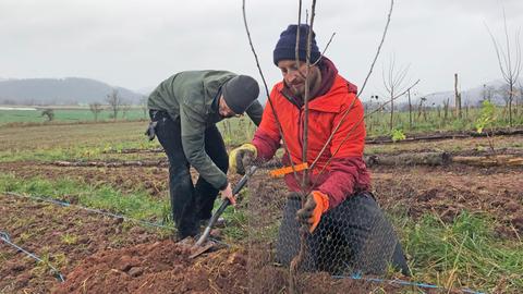 Julius Nennewitz und Christoph Meixner auf ihrem Versuchsfeld, sie pflanzen eine Baum ein